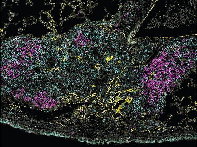 mouse model of STING mutant expression