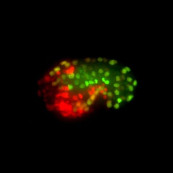 An embryo from a nematode worm is shown with endoderm colored green, mesoderm colored yellow, and ectoderm colored red