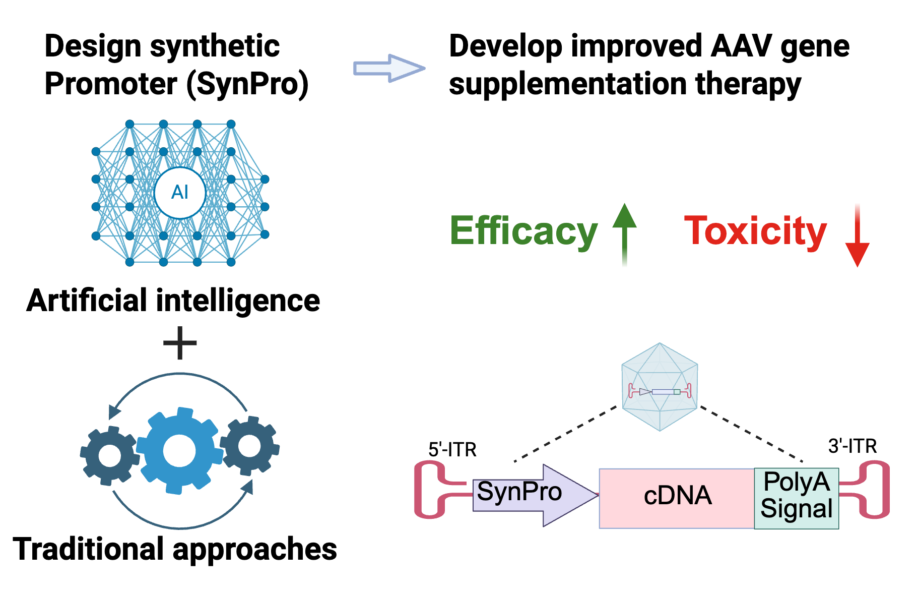 overview of research process - traditional approaches plus artificial intelligence to design synthetic promoters lead to improved AAV gene supplementation therapy with increased efficacy and reduced toxicity