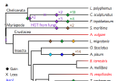 arthropod piRNA analysis transposable elements