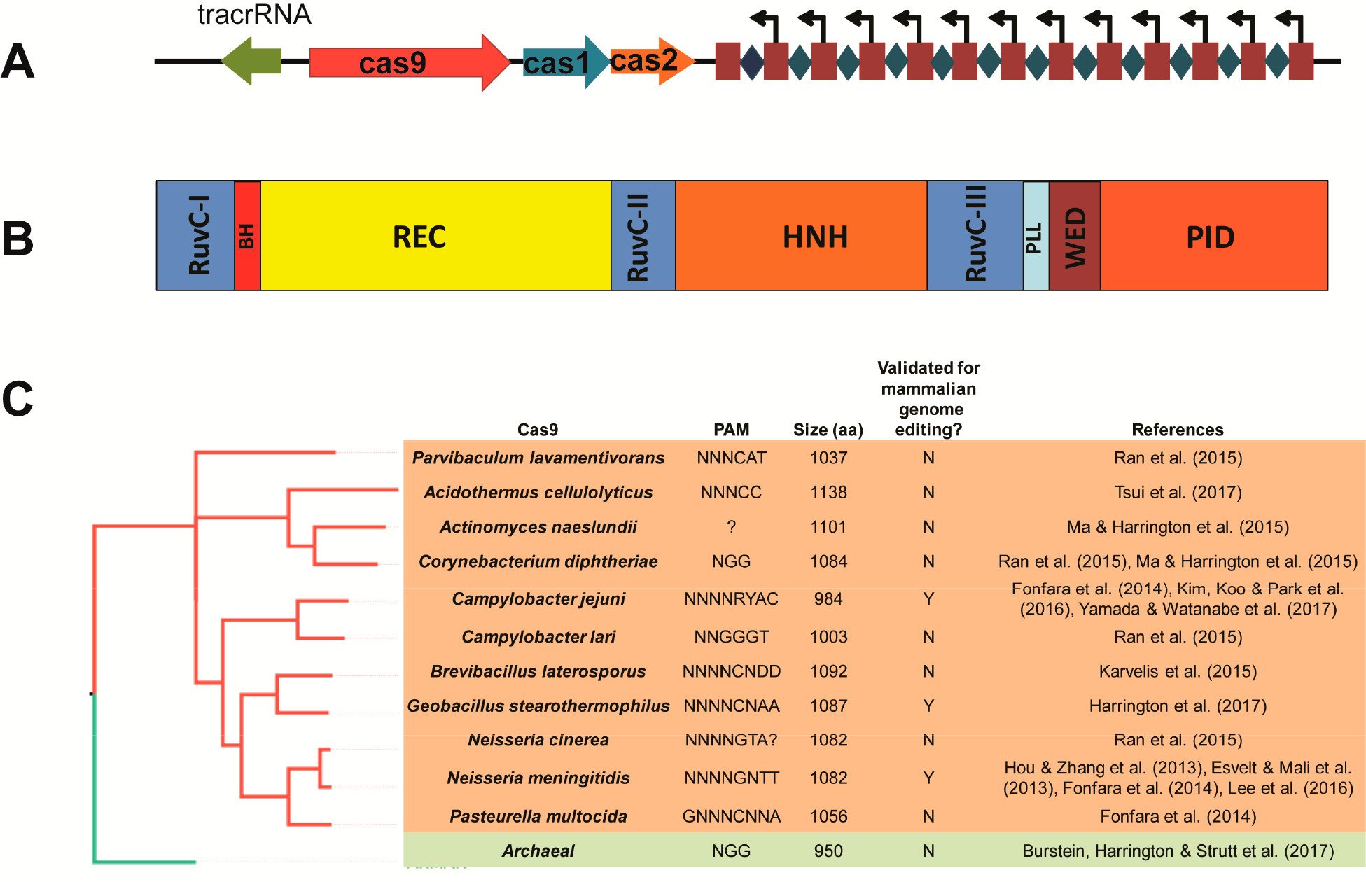 type II CRISPR 