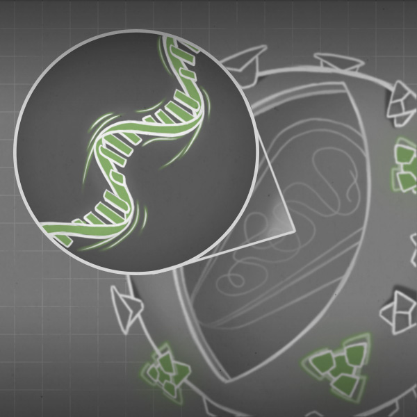 Dynamic processes inside virions