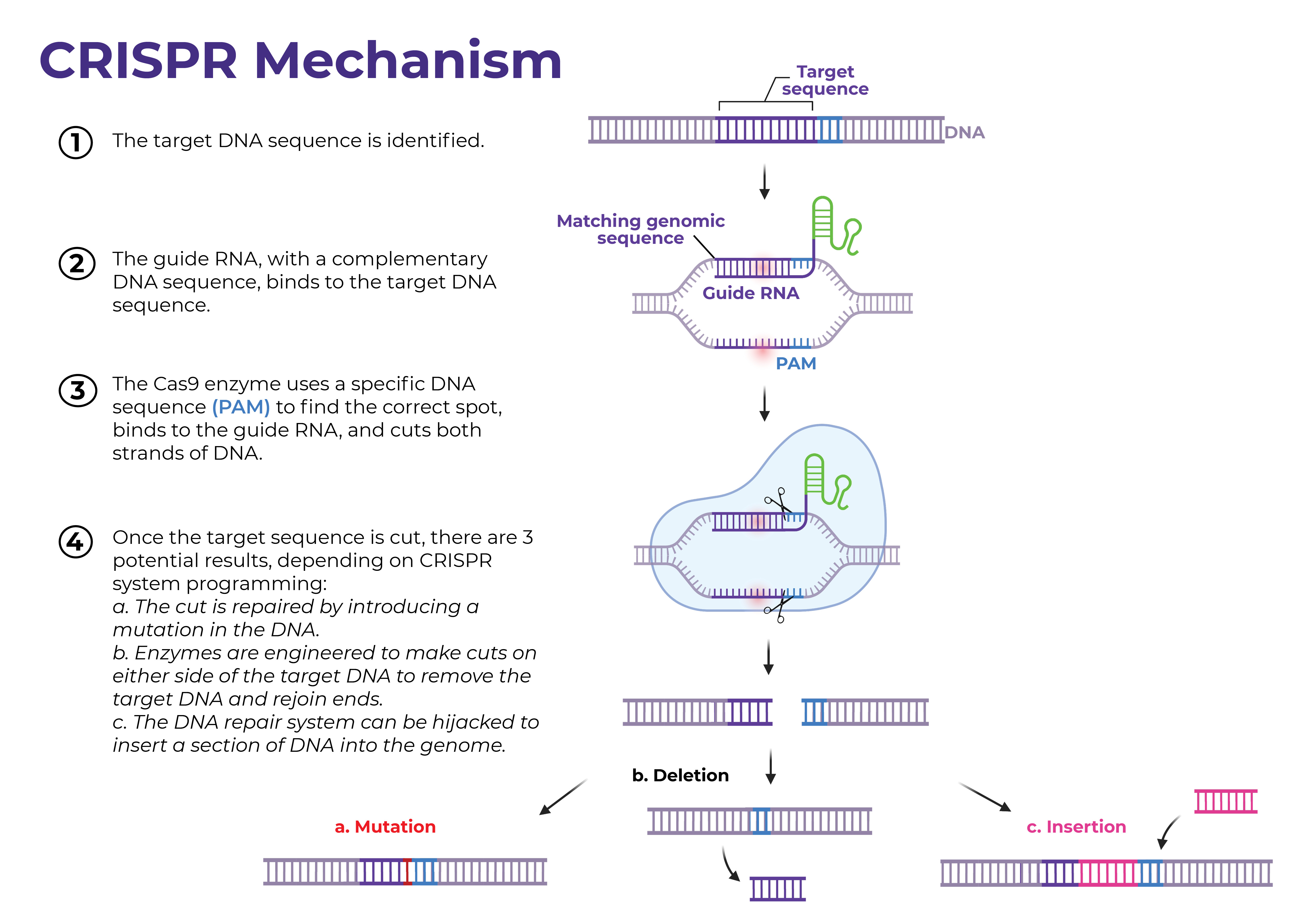 What is CRISPR?