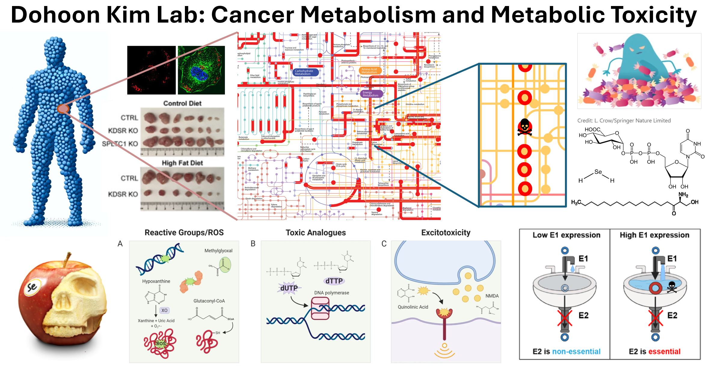 Cancer metabolism and Metabolic Toxicity