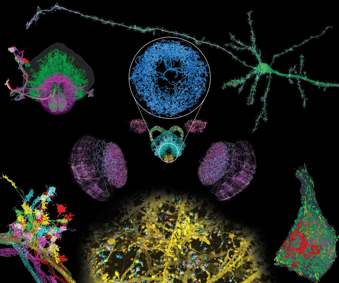 Boyden microscopy image