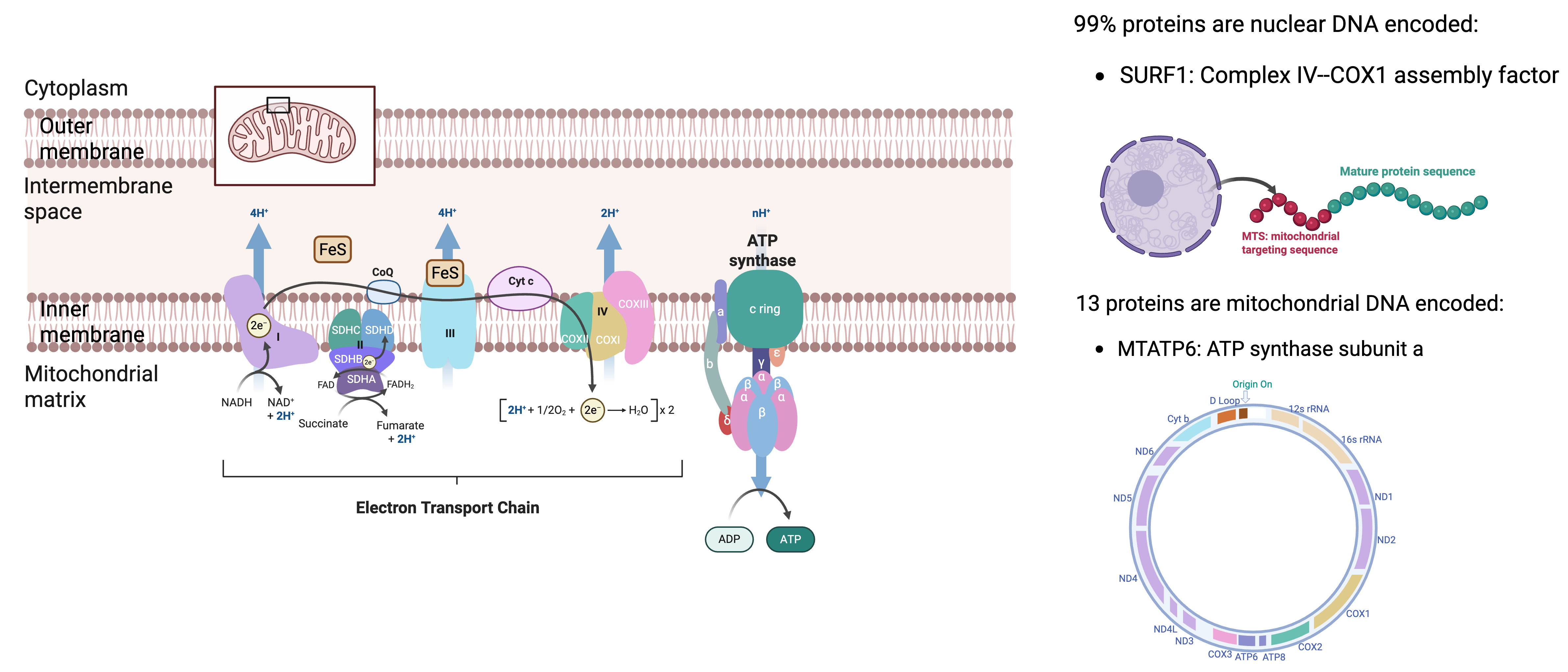 scientific diagram of the electron transport chain in the mitochondrial inner membrane