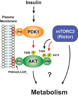 mTORC2 model