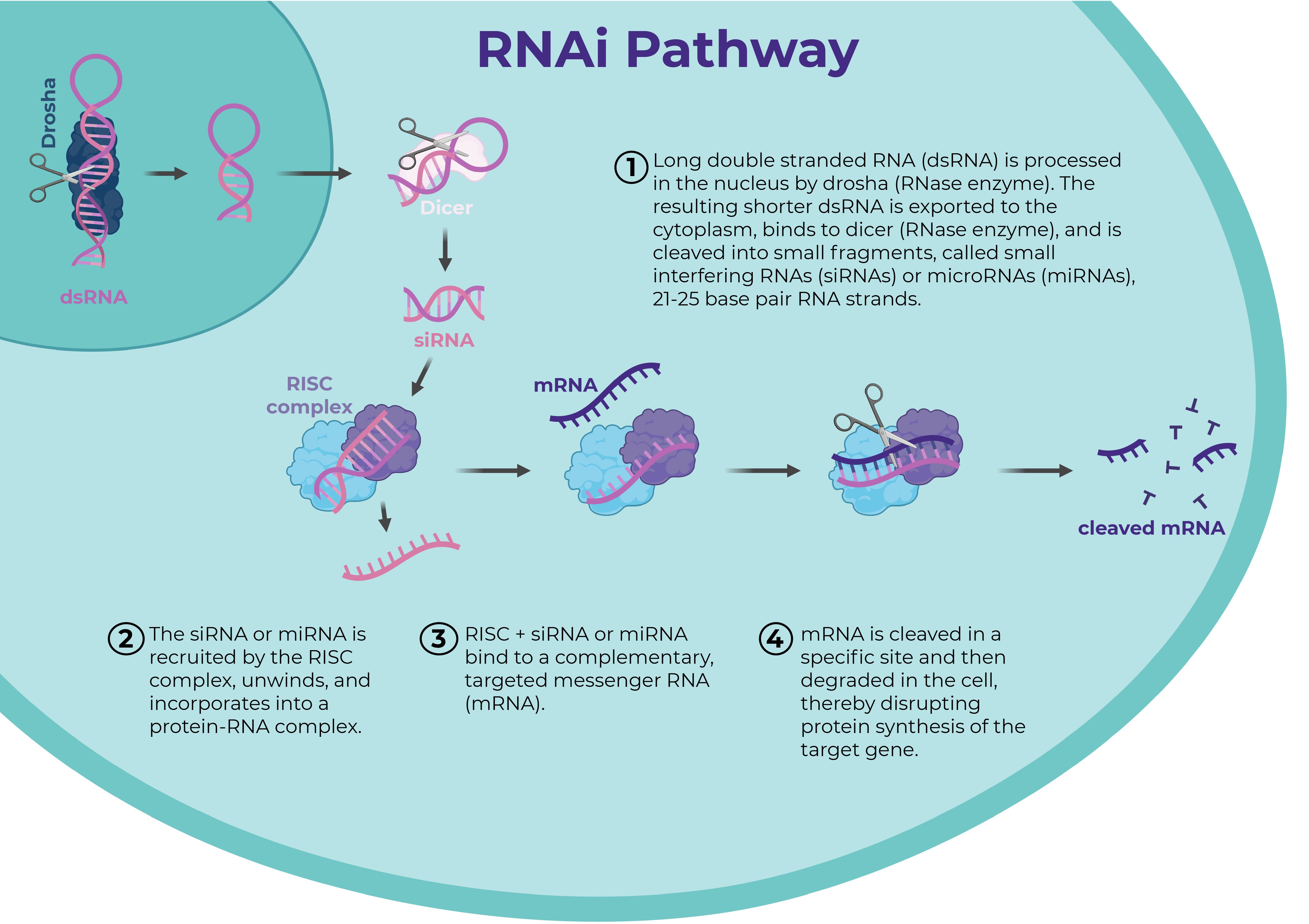  RNAi pathway, full text.jpg