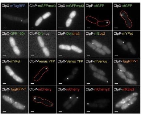 A grid of 20 grayscale fluorescence microscope images showing rod-shaped cells labeled with different fluorescent protein fusions, including several with red outline annotations highlighting cell boundaries or specific structures. The fluorescent protein fusions are labeled on each image. 