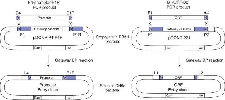 Gateway-CSHL-Fig2-768x341.jpg