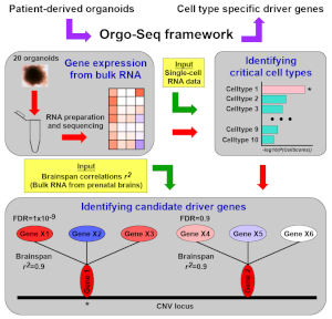 Orgo-Seq framework