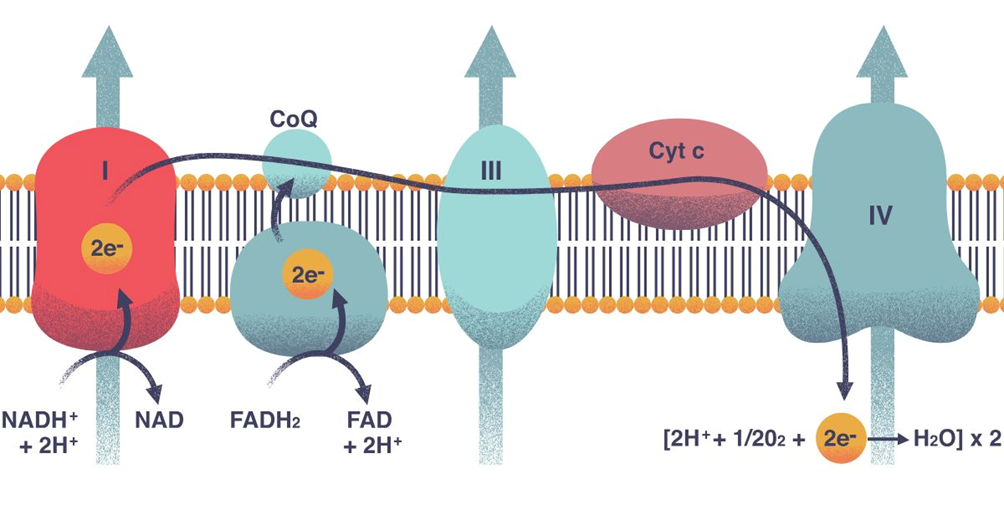 Electron Transport Chain Spinelli Lab