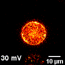 Real-time Imaging of Cellular Proton Fluxes