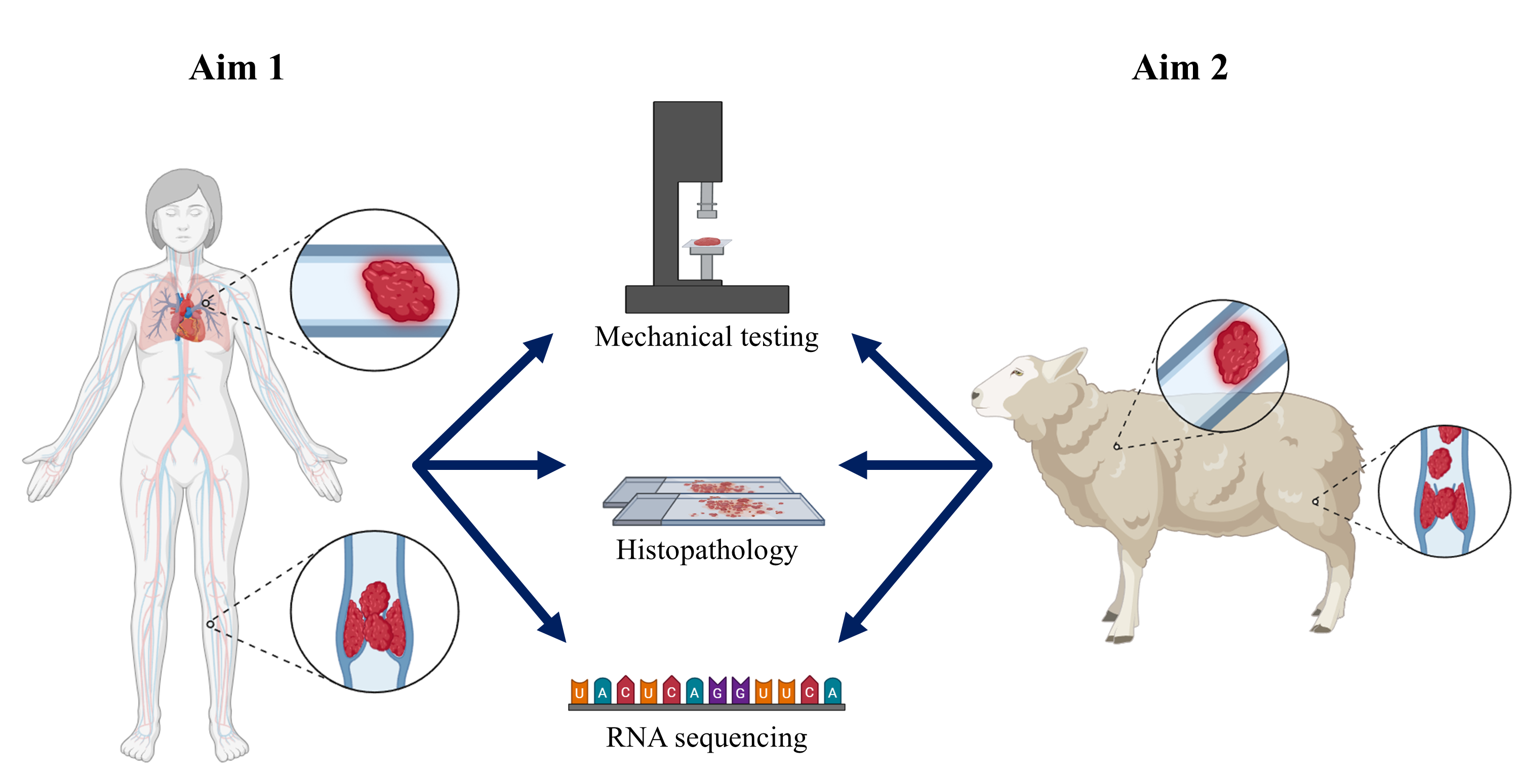 Comprehensive characterization of venous thrombi