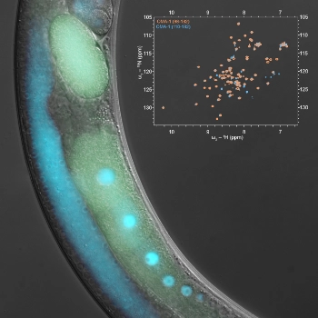 An image of a worm gonad is shown with TIR-1 protein highlighted in cyan. An NMR spectra is overlaid in the upper right corner