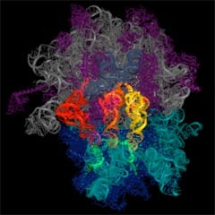 Dyskeratosis congenita