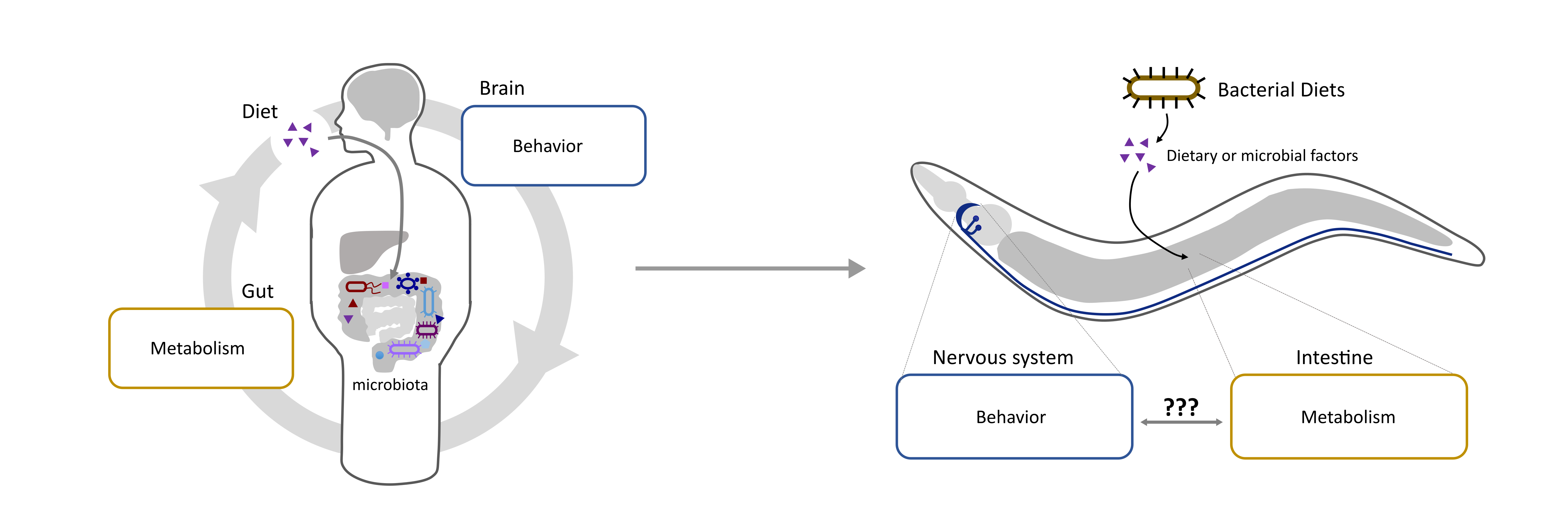 Worm Microbiome