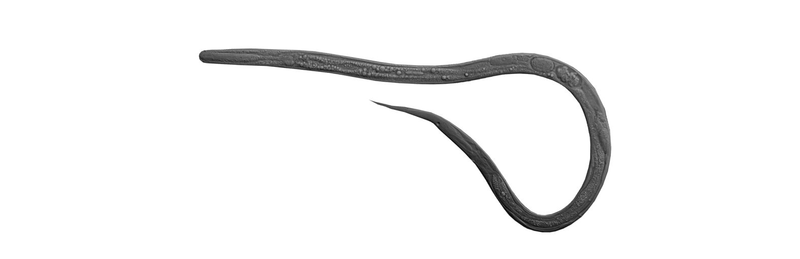 Turbatrix Aceti