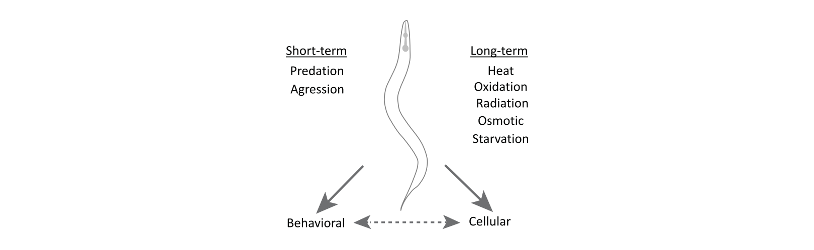 Worm Stress