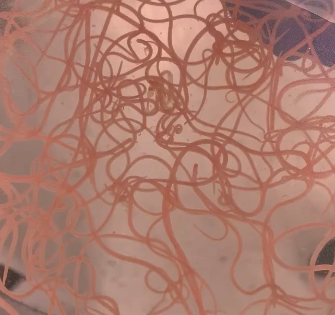 wormdish
