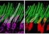 Gang Han's upconversion nanoparticle research featured on NIH Director's Blog