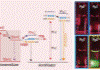Han Lab publication