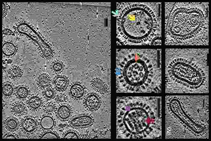 an image of black outlined circular shapes of different sizes and proportions showing other black decorations around the circles and colorful arrows pointing out to the black decroations