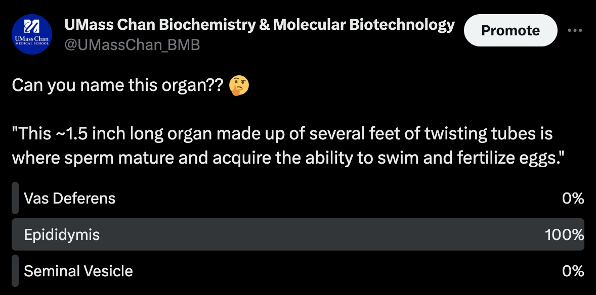 bmb twitter thread epididymis 1.png