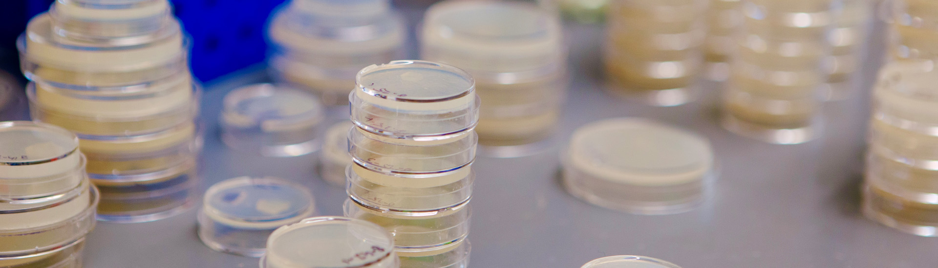 Petri dishes