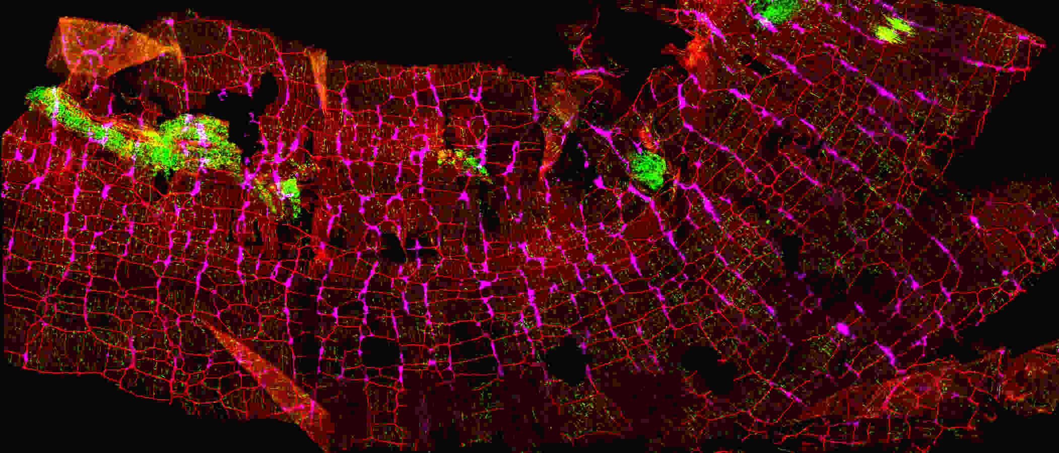 Overview of the Enteric Nervous System