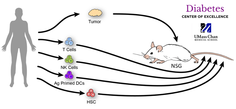 brehm-greiner-nsg-tumor-model.png