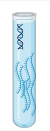 RNA_in_a_test_tube