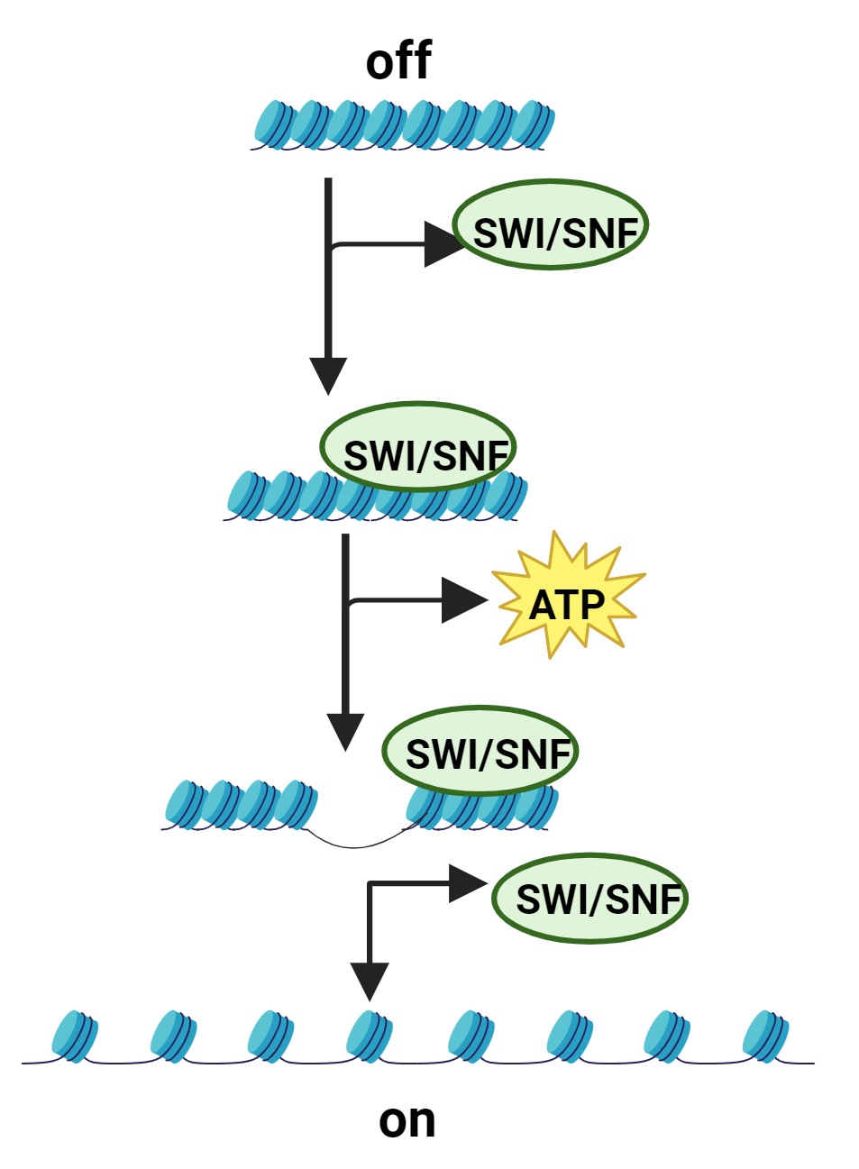 chromatin_remodeling