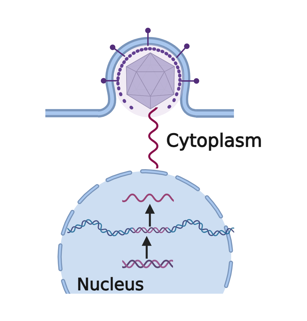 virus_going_into_a_cell