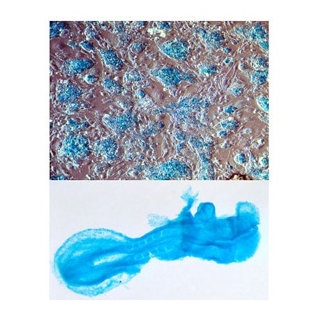 Ubiquitous Snf5 expression in ES cells and embryos.