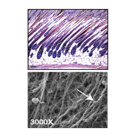 Loss of miRNA maturation inhibits white adipose depots.