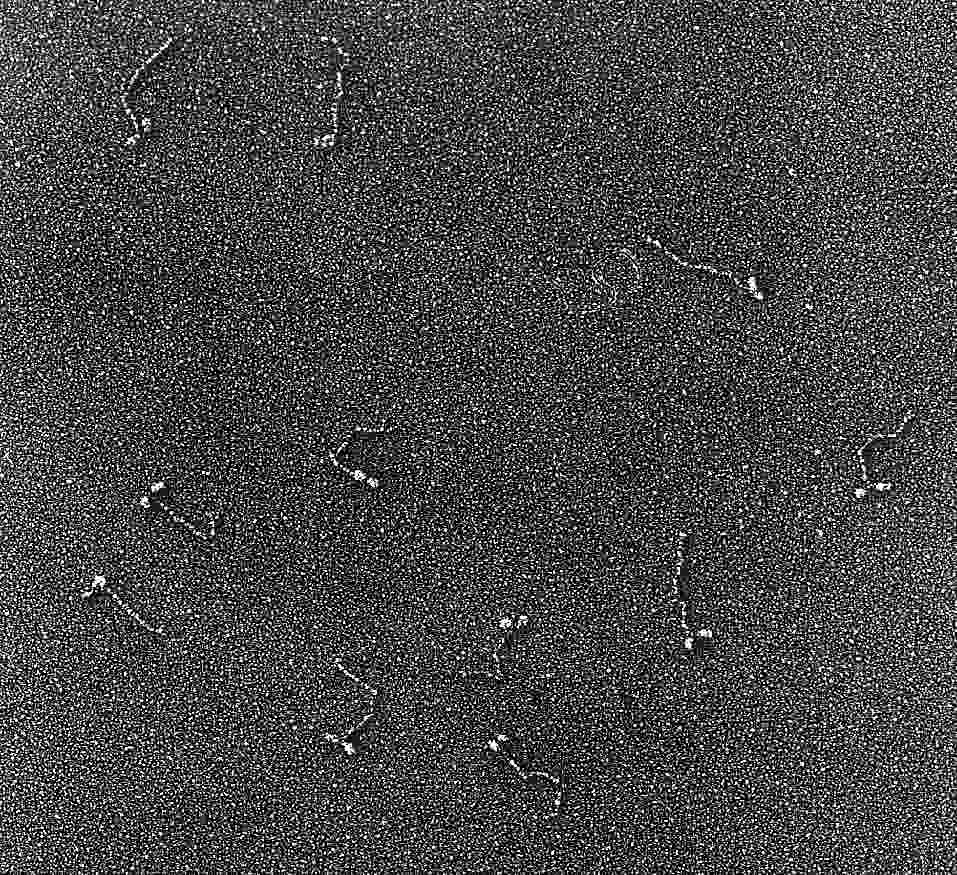 Metal shadowed skeletal muscle myosin molecules