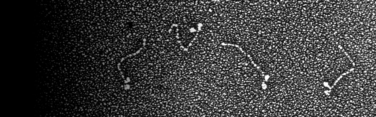 myosinmoleculesforweb.png