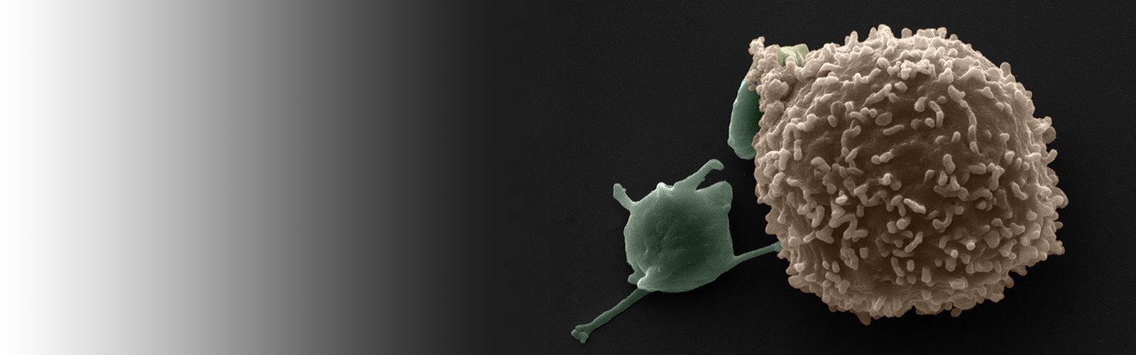 WBC&plateletforweb.png
