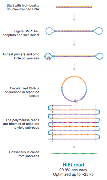 image of SMRTbell Template with bound polymerase, followed by a graphic showing a linear representation of a polymerase read split into subreads to create a circular consensus