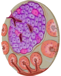 Pancreatic Islet