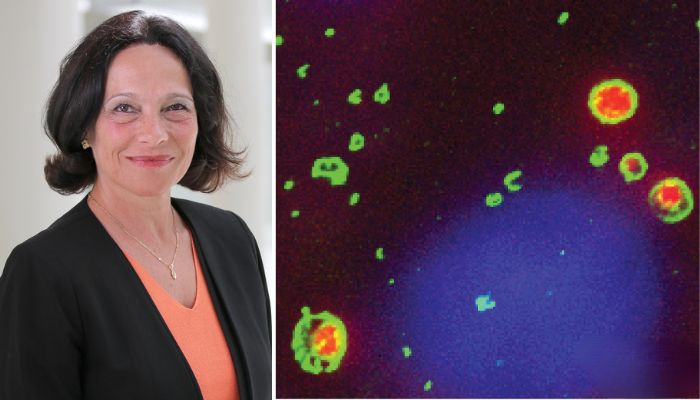 Silvia Corvera headshot next to a fat cell