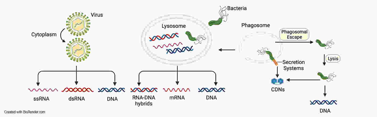 cytosolic nucleic acids