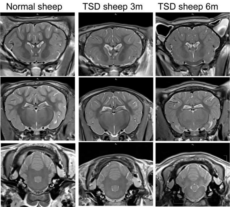 MRI sheep