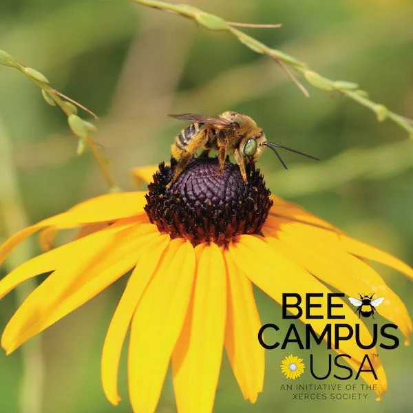 Bee on a flower pollinating 