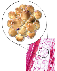 Brown Adipose Tissue