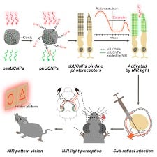 Mammalian Near-Infrared Image Vision through Injectable and Self-Powered Retinal Nanoantennae.