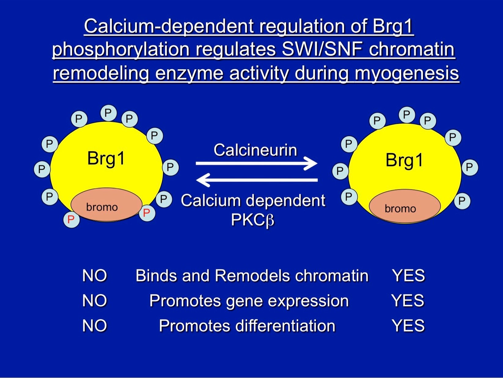 Calcium-dependent regulation