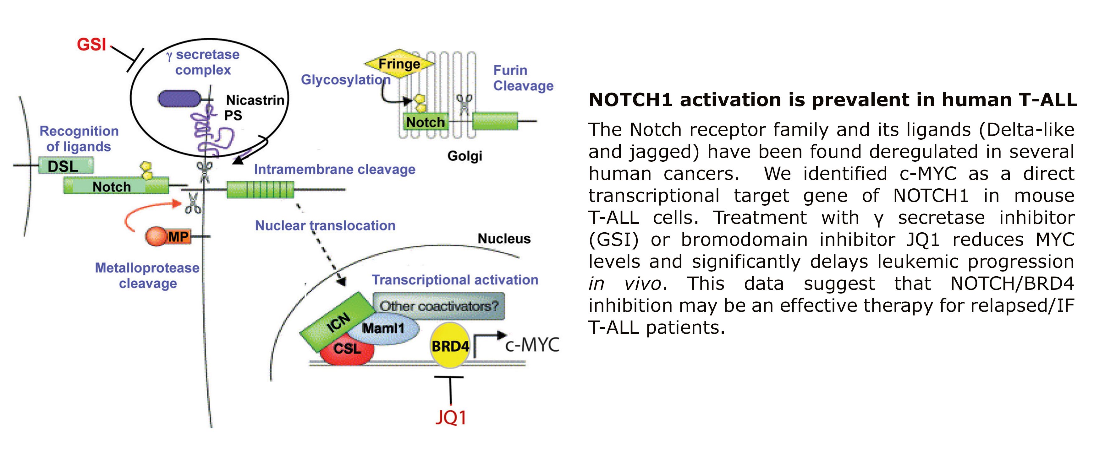 b-T-CELL-Slider2.png