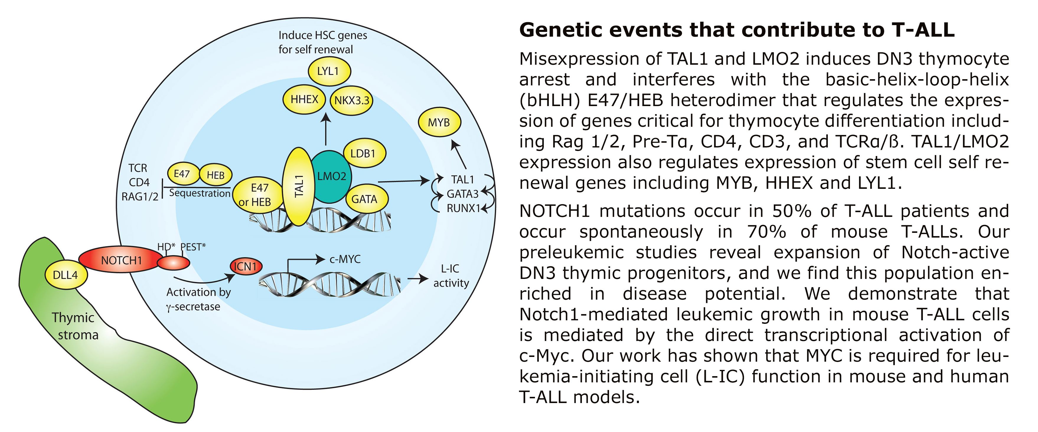 a-T-CELL_slider1.png